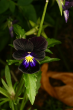 Viola tricolor 'Black Magic' RCP6-06 129.jpg